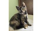 Adopt HALO-HALO | Food Squad Kitten Girl a Domestic Short Hair