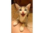 Adopt Talia K. a Domestic Short Hair