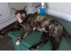 Adopt The Oracle a Domestic Short Hair