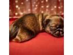 Shih Tzu Puppy for sale in Claxton, GA, USA