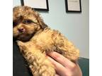 Shih-Poo Puppy for sale in Ludlow, MA, USA