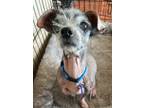 Adopt Coral a Cairn Terrier