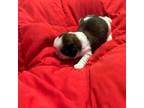 Shih Tzu Puppy for sale in Gaylord, MI, USA