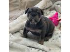 Bulldog Puppy for sale in Priddy, TX, USA