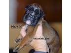 Boxer Puppy for sale in New Stanton, PA, USA