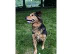 Adopt Summer a Border Collie, Australian Shepherd