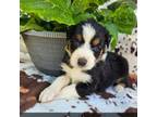 Australian Shepherd Puppy for sale in Amsterdam, NY, USA