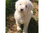 Aussiedoodle Puppy for sale in Conrath, WI, USA