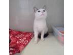 Adopt Sheba a Domestic Short Hair