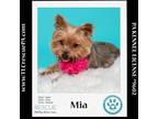 Adopt Mia 051824 a Yorkshire Terrier