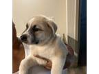 Mutt Puppy for sale in Ridgeland, MS, USA