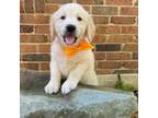 Golden Retriever Puppy for sale in Archdale, NC, USA
