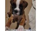 Boxer Puppy for sale in Latta, SC, USA