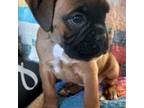 Boxer Puppy for sale in Latta, SC, USA