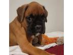 Boxer Puppy for sale in Latta, SC, USA