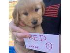 Golden Retriever Puppy for sale in Reno, NV, USA