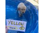 Golden Retriever Puppy for sale in Reno, NV, USA