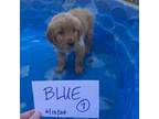 Golden Retriever Puppy for sale in Reno, NV, USA