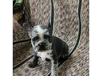 Mutt Puppy for sale in Greensburg, IN, USA