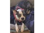 Adopt Pickles a Boston Terrier