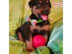 Rottweiler Puppy for sale in Sunman, IN, USA
