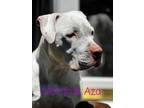 Adopt Mama Aza a American Staffordshire Terrier, Pit Bull Terrier