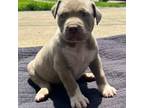 Mutt Puppy for sale in Erlanger, KY, USA