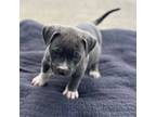 Mutt Puppy for sale in Erlanger, KY, USA