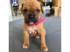 Boxer Puppy for sale in Riverbank, CA, USA