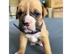 Boxer Puppy for sale in Riverbank, CA, USA