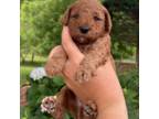 Mutt Puppy for sale in Ijamsville, MD, USA