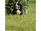Bernese Mountain Dog Puppy for sale in Shipshewana, IN, USA