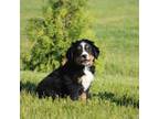 Bernese Mountain Dog Puppy for sale in Shipshewana, IN, USA