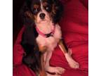Cavalier King Charles Spaniel Puppy for sale in Warner Robins, GA, USA
