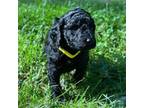 Goldendoodle Puppy for sale in Young Harris, GA, USA