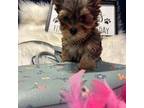 Yorkshire Terrier Puppy for sale in Pflugerville, TX, USA