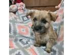 Cairn Terrier Puppy for sale in Millmont, PA, USA