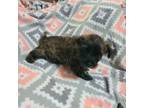 Cairn Terrier Puppy for sale in Millmont, PA, USA