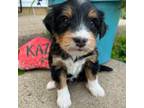 Mutt Puppy for sale in Holmen, WI, USA