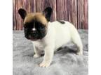 Male French Bulldog