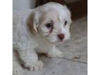 Maltipoo Puppy for sale in Houston, TX, USA