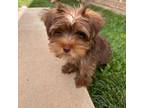 Yorkshire Terrier Puppy for sale in Amarillo, TX, USA