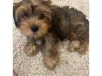 Yorkshire Terrier Puppy for sale in Amarillo, TX, USA