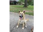 Adopt Josephine aka River a Shepherd