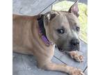 Adopt Baylee a Pit Bull Terrier