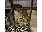 Adopt Jerry (Betty) a Domestic Short Hair, Domestic Long Hair