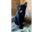 Adopt Beijing a Domestic Short Hair