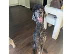 Adopt Trudy a Standard Poodle