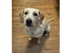 Adopt Shoog a Basset Hound, Labrador Retriever