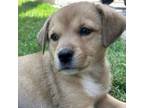 Adopt Caramel a Australian Shepherd